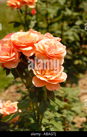 Über Gesicht Rose Stockfoto