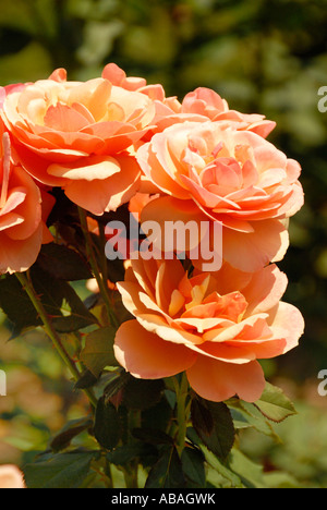 Über Gesicht Rose Stockfoto