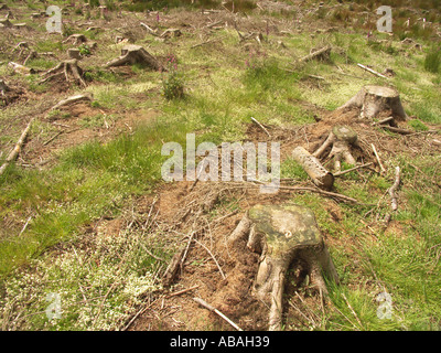 Baumstümpfe nach dem Baum Fällen in Plantage Stockfoto