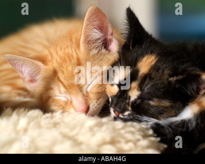 Zwei acht Wochen altes Kätzchen schlafen Ingwer und Schildpatt Stockfoto