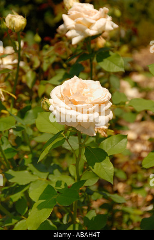 Apricot Nectar Rose Stockfoto