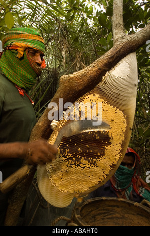 Honig-Jäger sammeln von wildem Honig im Wald der Sunderbans, Bangladesch. Stockfoto