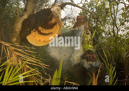 Honig-Jäger jagen Bienen mit Rauch Fackel in Sunderbans, Bangladesch. Stockfoto