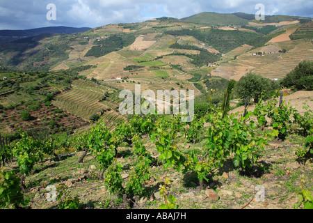 Portugal Douro Dourotal Weingärten Stockfoto