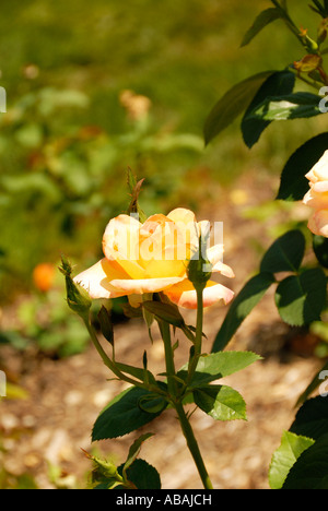 Gold Medaille Rose mit Stengel und Blätter Stockfoto