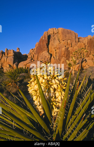 Blühenden Yucca Pflanze Joshua Tree National Park Mojave-Wüste in Kalifornien Stockfoto