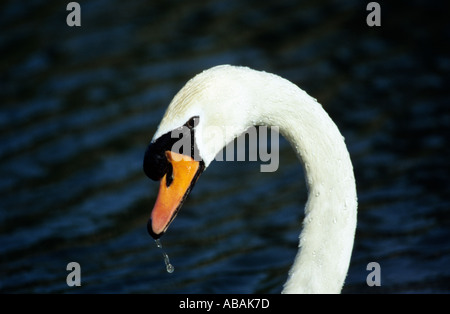 Schuss in den Kopf der Höckerschwan möglicherweise 2005 Essex Teich Cygnus olor Stockfoto