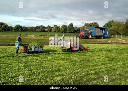 Landwirtschaft-Brunnenkresse. Harvester arbeitet an Kresse Betten in Hampshire Südengland England Uunited Kingdom Stockfoto