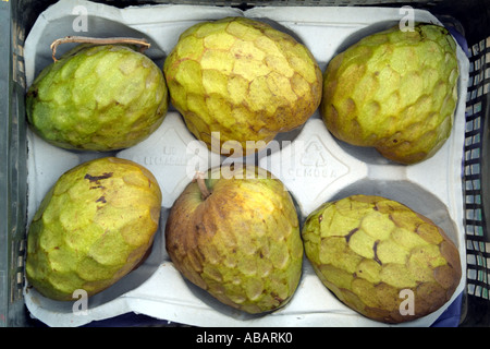 Pudding Äpfel. Annona Reticulata auch bekannt als Bullen Herz oder Ochsen Herz. In Spanien Europa Südeuropa angebaut Stockfoto