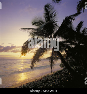 Sonnenuntergang, Insel Praslin, Seychellen, Palmen am Strand bei Sonnenuntergang Stockfoto