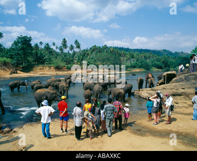 Elefanten-Waisenhaus Pinnawela, Sri Lanka Stockfoto