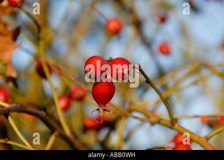 Rote Knospen auf einem Ast. Stockfoto