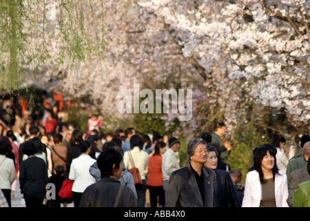 Massen von Menschen zu Fuß entlang des Flusses Shirakawa in Gion während der Kirschblüte, Kyoto, Japan Stockfoto