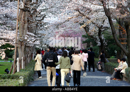 Menge zu Fuß innerhalb Nijo Burg, Kirschblüten Leuchten in der Nacht für den Tourismus, Kyoto, Japan Stockfoto