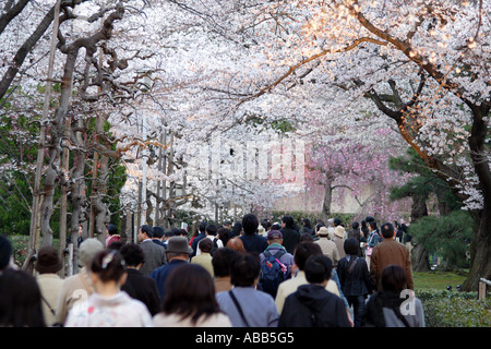 Innen Nijo Castle bei Sonnenuntergang während der Kirschblüte, Kyoto, Japan Stockfoto