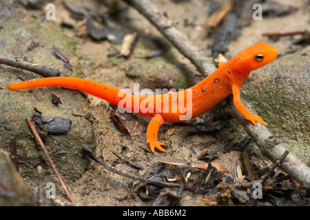 Nahaufnahme von Newt Red Newt rot Eft N Viridescens Viridescens auf Waldboden Obed Wild und Scenic River Tennessee gesichtet Stockfoto