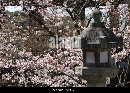 Japanische Stein Laterne beim Kirschblütenfest in Kyoto Japan Stockfoto