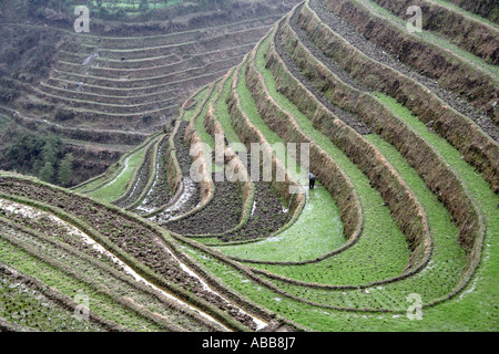 Longsheng, Chinesisch terrassierten Reisfelder Longji Dragon Rückgrat, in der Nähe von Ping eine Dorf der Provinz Guangxi, China Stockfoto