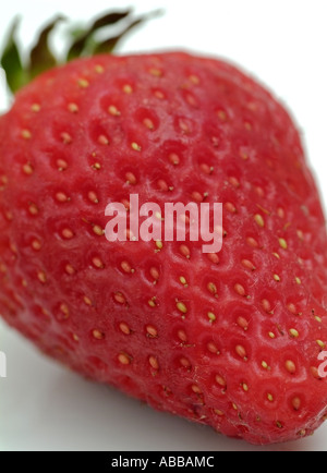 Nahaufnahme von frischen roten Erdbeere vor einem weißen Hintergrund Stockfoto