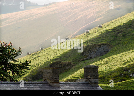 Schafe an steilen Hängen in der Nähe von Winnats Pass, Derbyshire im zeitigen Frühjahr Stockfoto