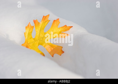 bunte künstliche Blatt München Deutschland Europa Stockfoto