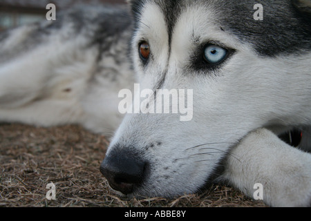 Wolfe Stockfoto