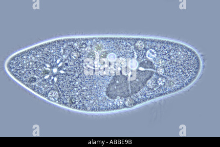 Paramaecium Caudatum komprimierten Live Phasenkontrast Flash HFW 300um Stockfoto