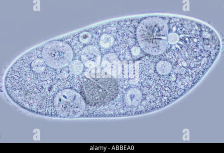 Paramaecium Caudatum für Struktur Contractile Vakuolen Leben komprimierte Phase Kontrast Flash HFW 350um Stockfoto