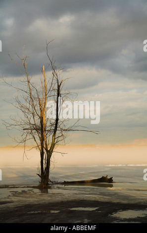 Einzigen Baum und Nebel über See vertikale Stockfoto