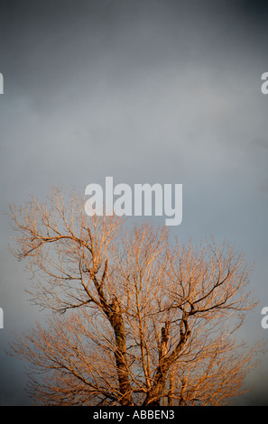 Ein Baum im Sonnenlicht warm Einstellung gegen dunklen Himmel Stockfoto