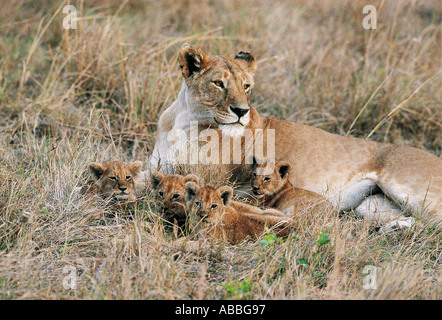 Löwin mit vier kleinen Jungen entspannende Masai Mara National Reserve Kenia in Ostafrika Stockfoto