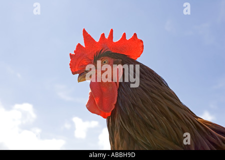 Nahaufnahme von Hahn thront auf Zaun Mid Wales UK Stockfoto