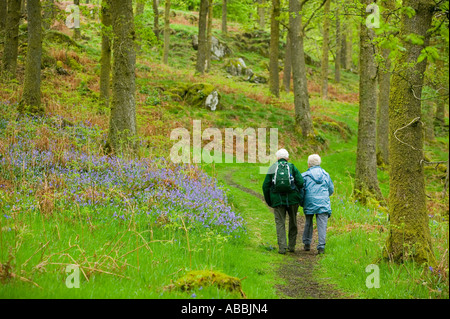 altes Ehepaar zu Fuß durch Bluebell Wald am Ufer des Coniston Wasser, Lake District, Großbritannien Stockfoto