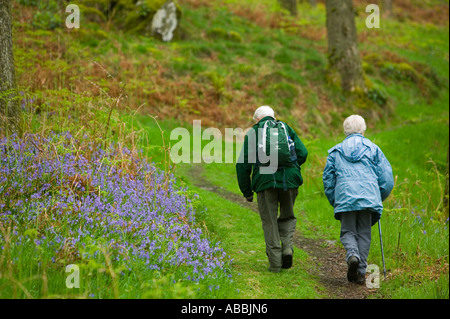 altes Ehepaar zu Fuß durch Bluebell Wald am Ufer des Coniston Wasser, Lake District, Großbritannien Stockfoto