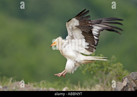 Schmutzgeier Landung Stockfoto