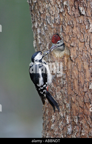 Buntspecht am Nest juvenile Fütterung Stockfoto