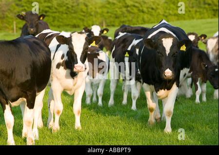 neugierige junge Kühe in einem Feld in Leicestershire, UK. Stockfoto