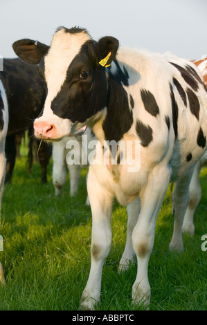 neugierige junge Kühe in einem Feld in Leicestershire, UK. Stockfoto