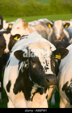 neugierige junge Kühe in einem Feld in Leicestershire, UK. Stockfoto