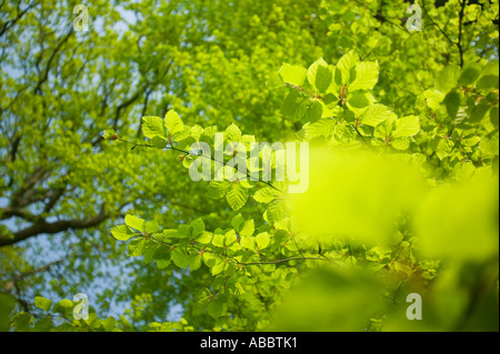 neue Blätter an einem Buche Baum im Frühling, Ambleside, Cumbria, UK Stockfoto