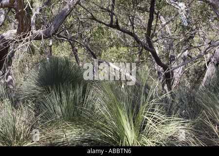 Fan-Palmen und Eukalyptus-Baum in Kangaroo Island, Australien Stockfoto