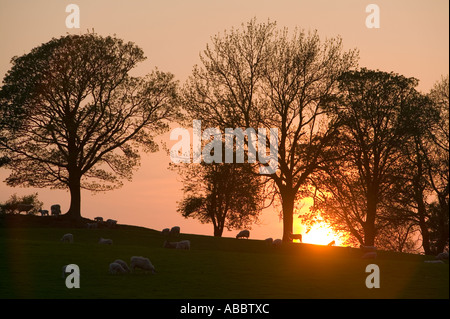 Sonnenuntergang hinter einer Reihe von Bäumen und Bereich der Schafe mit Lämmer im Frühjahr Zeit, Ambleside, Cumbria, UK Stockfoto