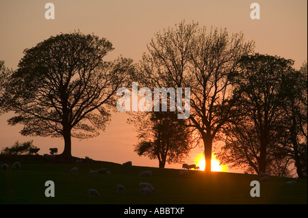 Sonnenuntergang hinter einer Reihe von Bäumen und Bereich der Schafe mit Lämmer im Frühjahr Zeit, Ambleside, Cumbria, UK Stockfoto