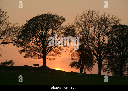 Sonnenuntergang hinter einer Reihe von Bäumen und Bereich der Schafe mit Lämmer im Frühjahr Zeit, Ambleside, Cumbria, UK Stockfoto