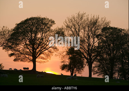 Sonnenuntergang hinter einer Reihe von Bäumen und Bereich der Schafe mit Lämmer im Frühjahr Zeit, Ambleside, Cumbria, UK Stockfoto