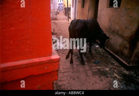 CMP70373 Kuh Essen im ältesten indischen Indien Banaras jetzt Varanasi Uttar Pradesh, Indien Stockfoto