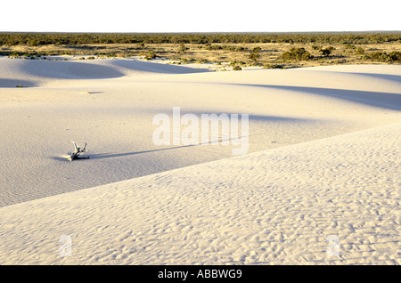 Auf den Sanddünen des Weltkulturerbes, Mungo Lunette im Süd-westlichen New South Wales, Australien Stockfoto
