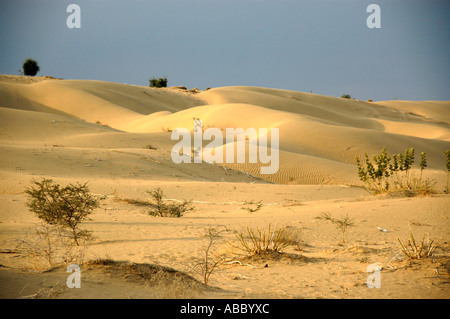 Sanddünen in weiten, offenen Thar-Wüste in der Nähe von Jaisalmer, Rajasthan Indien Stockfoto