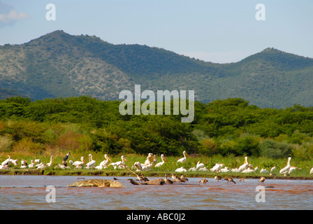Tierwelt Krokodile Pelikane und Wasservögel in Chamo Lake Nechisar Nationalpark in der Nähe von Arba Minch-Äthiopien Stockfoto