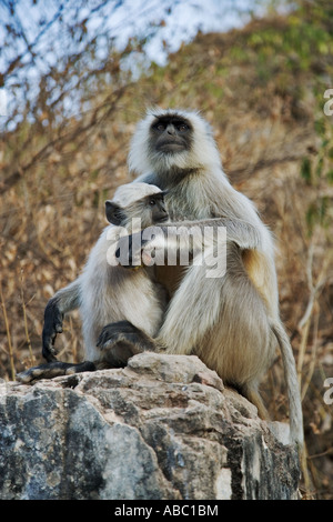 Hanuman Languren Semnopithecus Entellus Mutter und baby Stockfoto